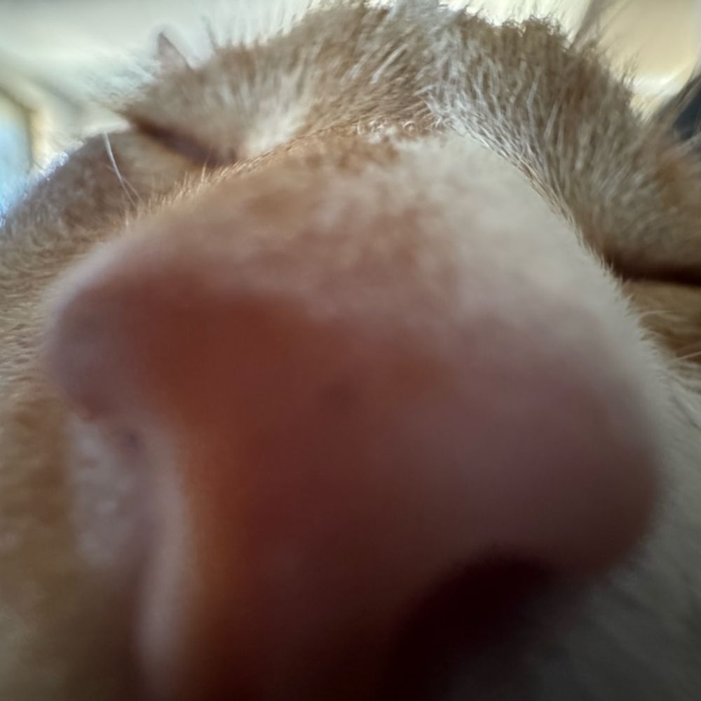 Kyjor