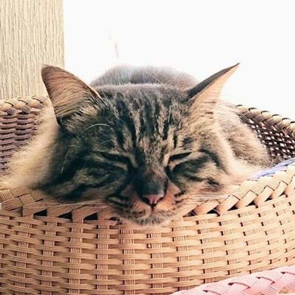 竹ネコ