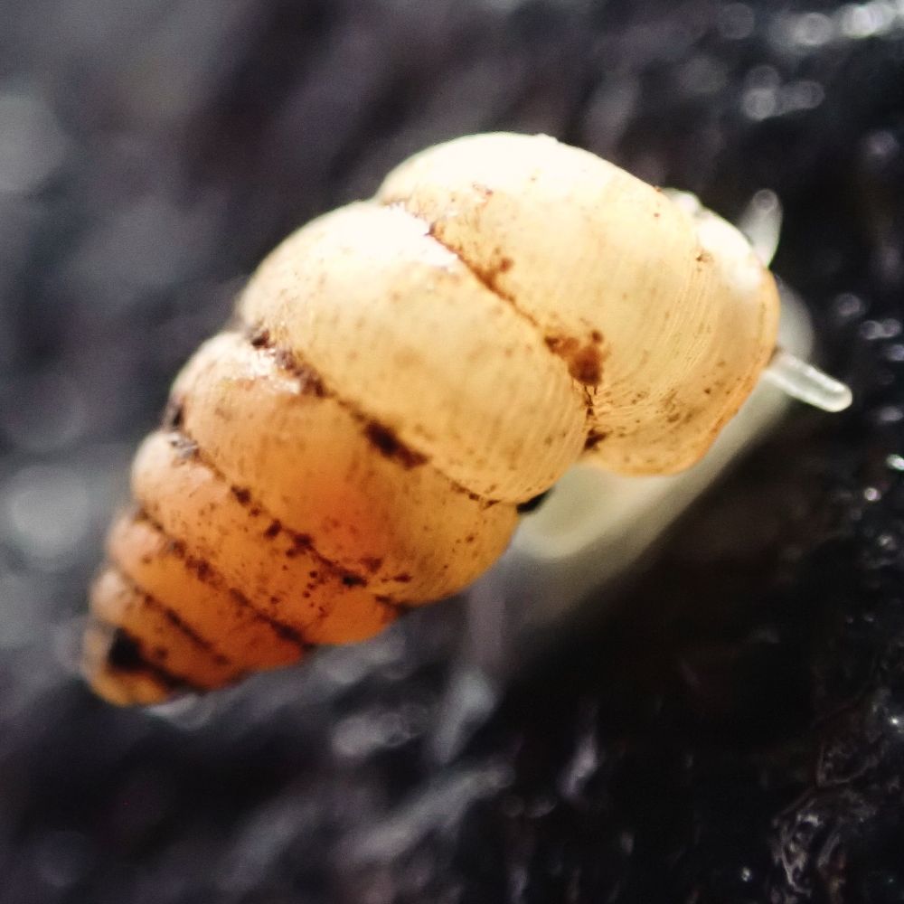 Mollusc_Lab