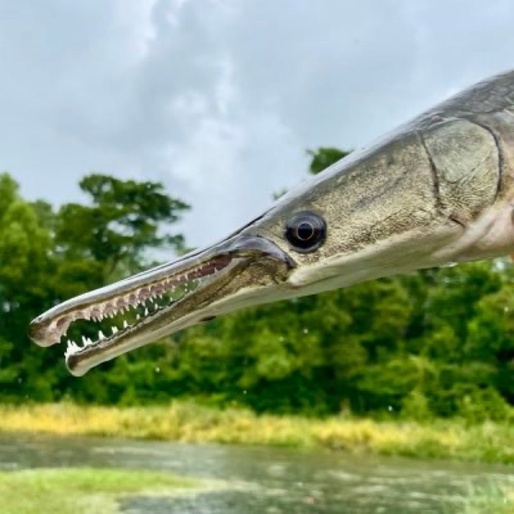 Alligator Gar AFS