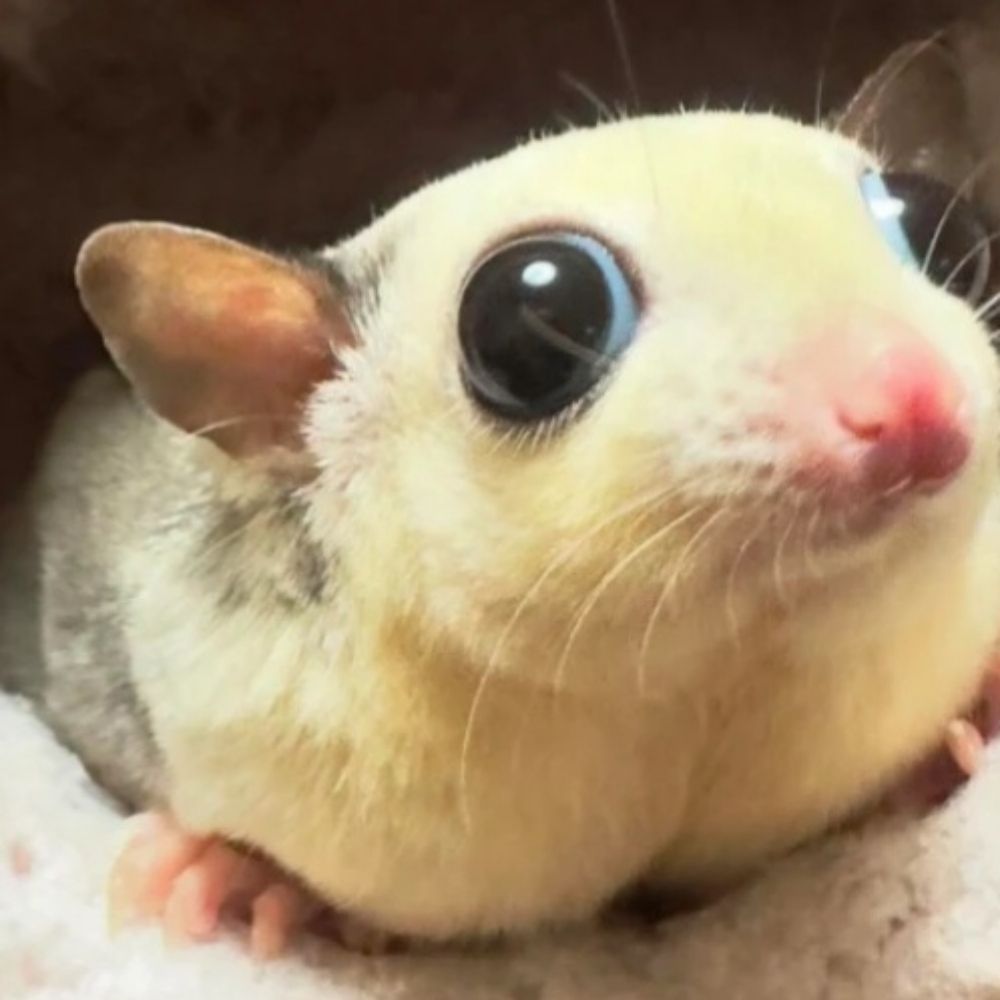 POKO