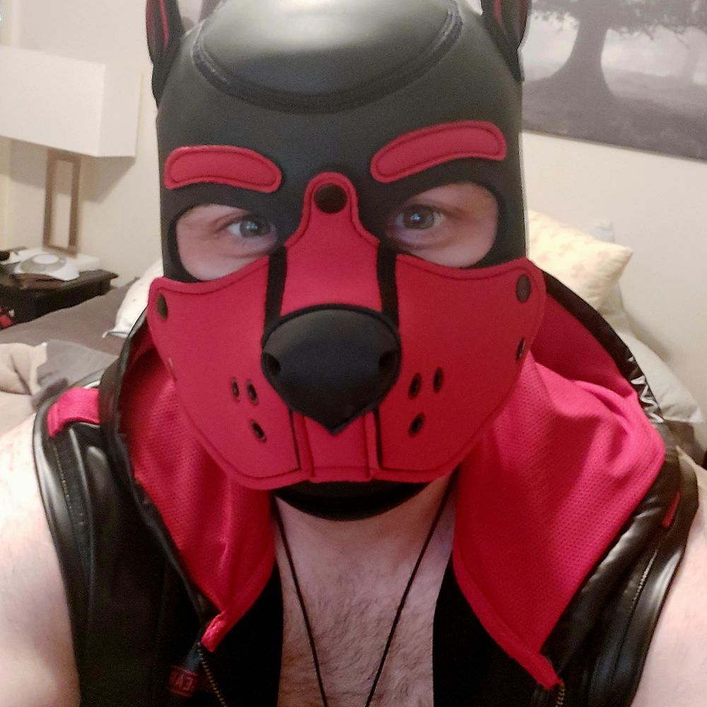 Striker the Dog 