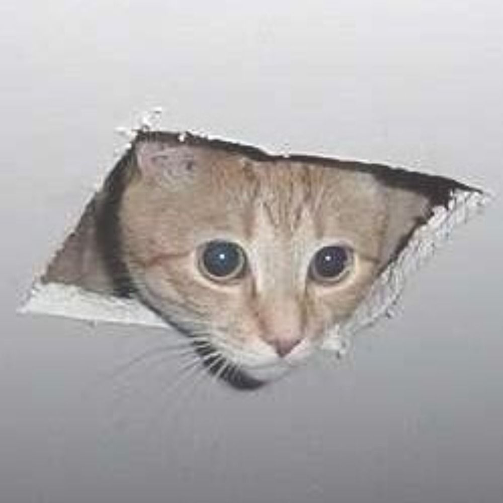 SeelingKatt