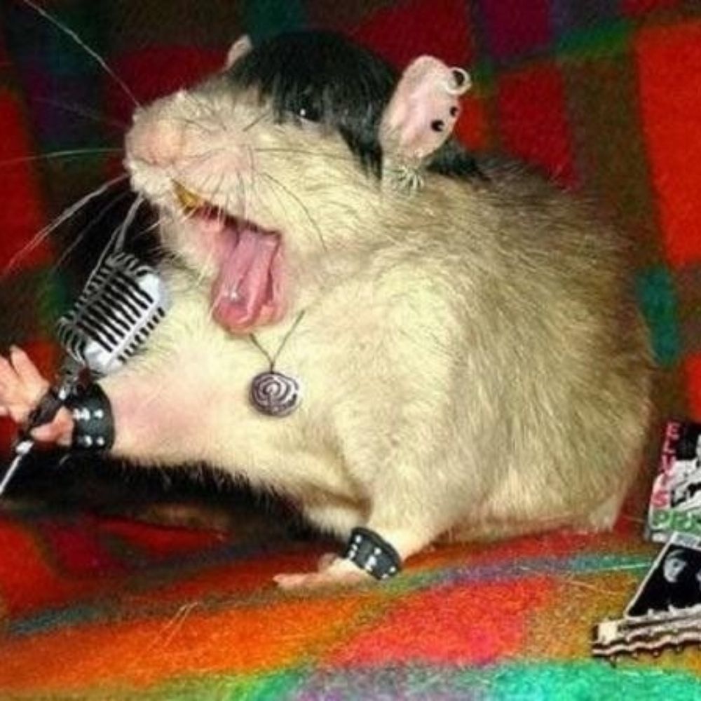 Ratazana