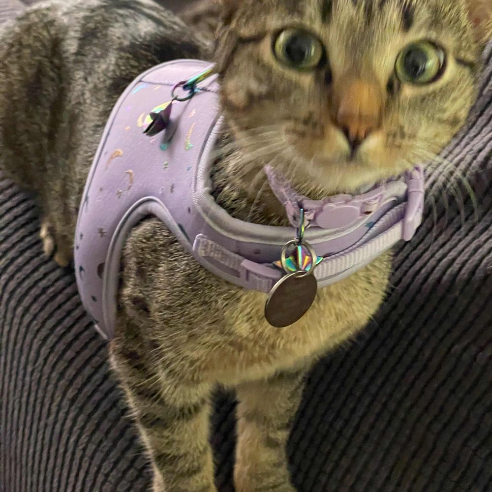 talya
