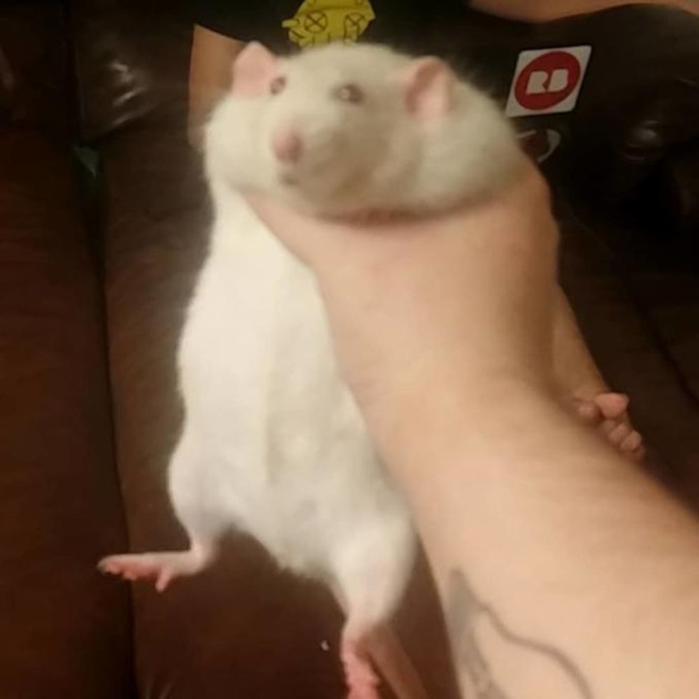 🐀