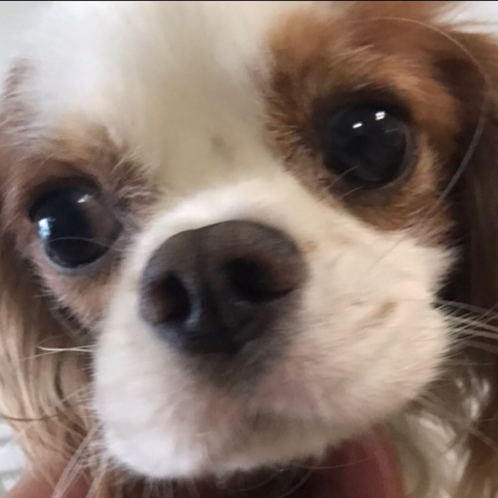 ちょこ🐶