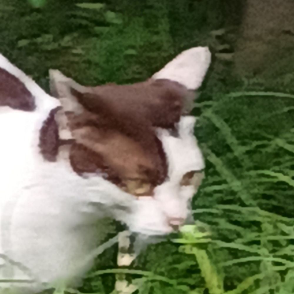 雑食性ノ丫