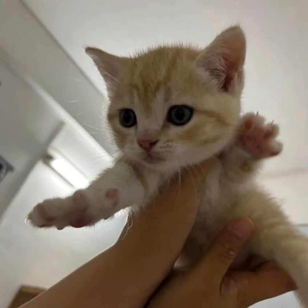 Gatinhos Prrrrrrrrrrrrrfects