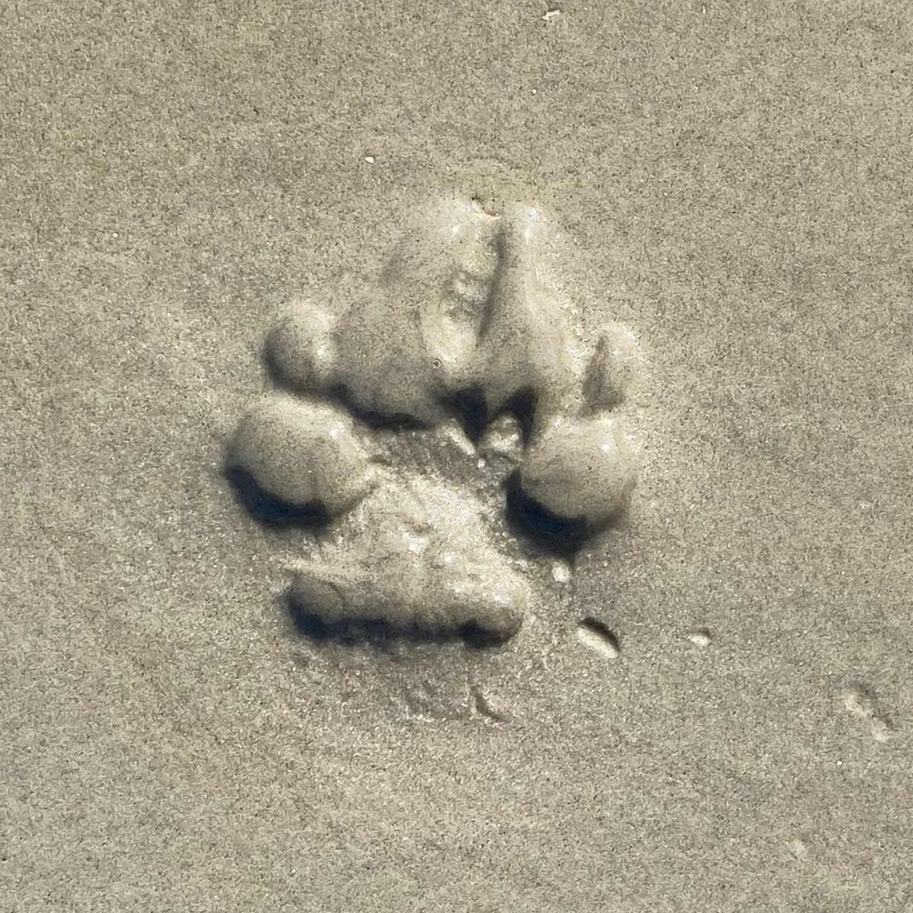 Antonellapropella