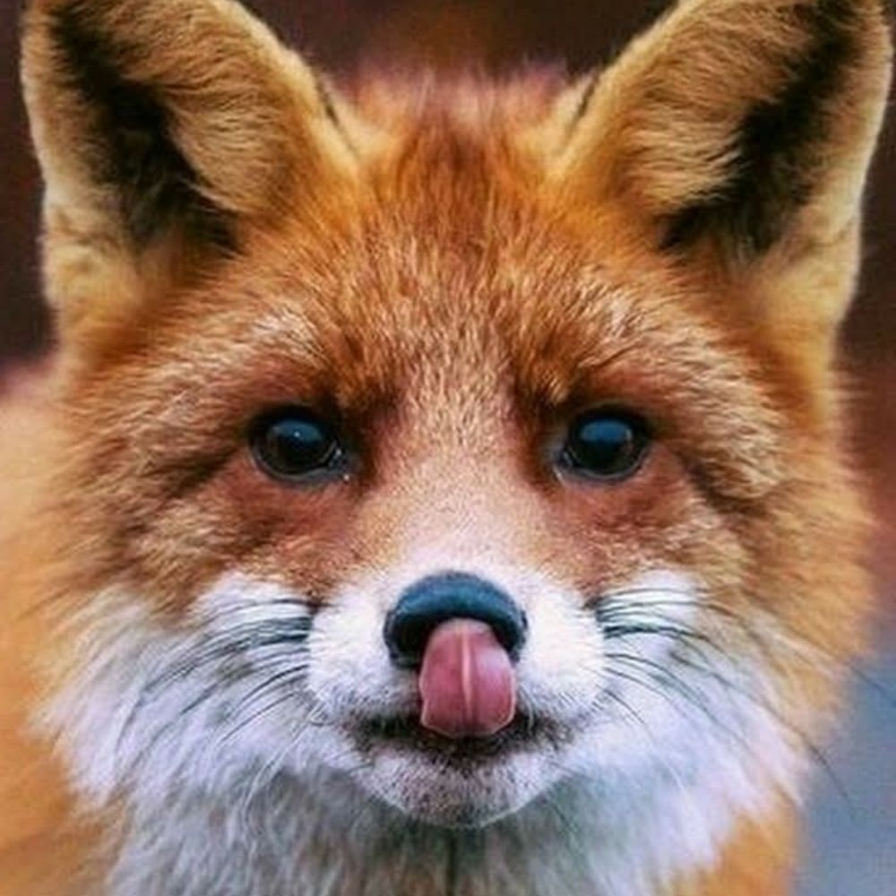 Foxford University 🦊