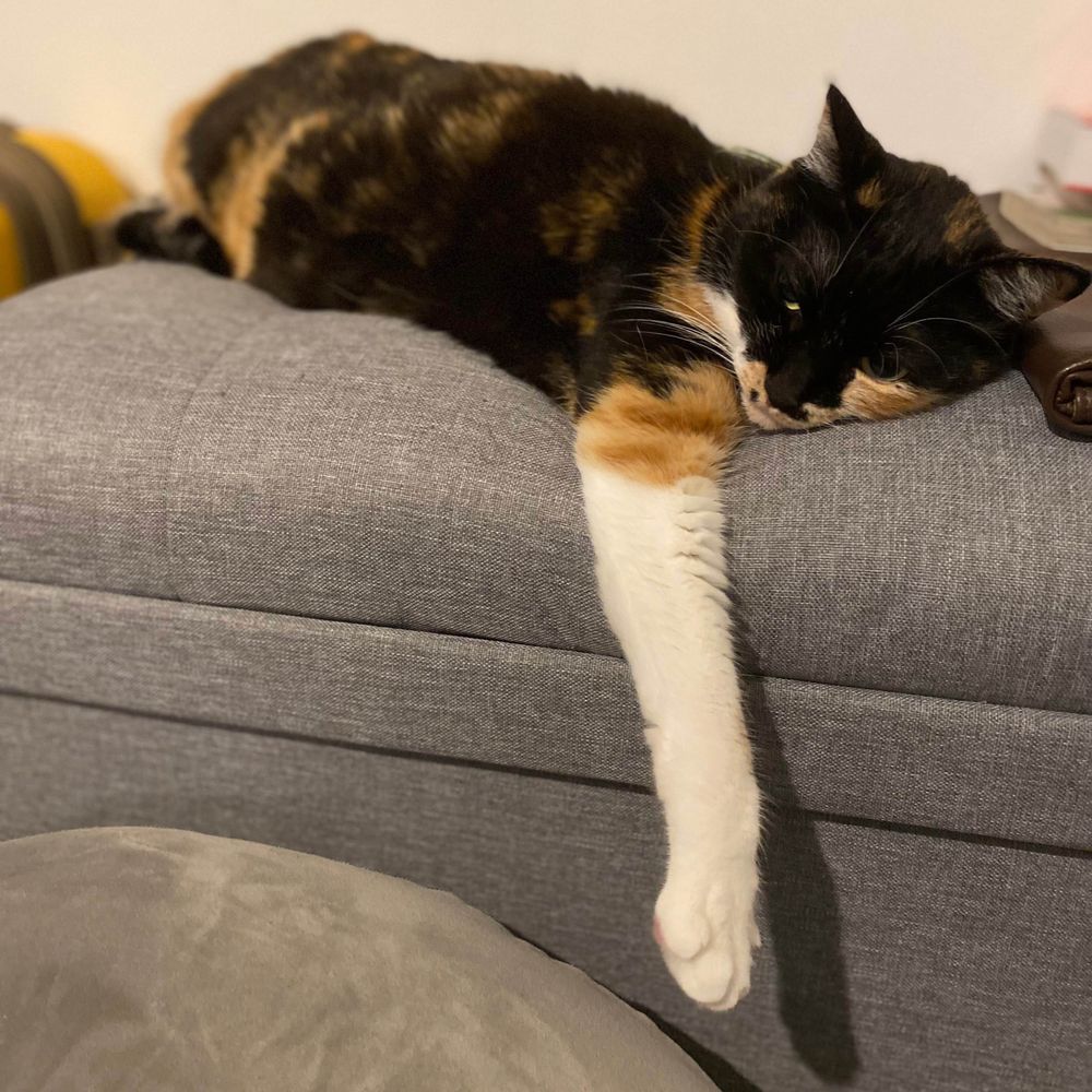 猫又