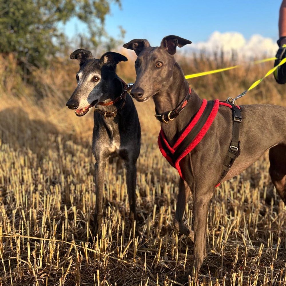 Greyhound Jo