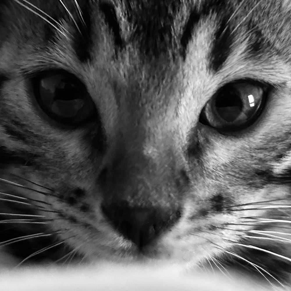 Jessy R.