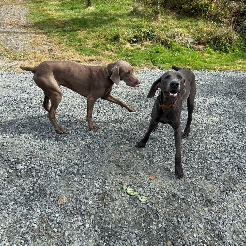Weim Crime