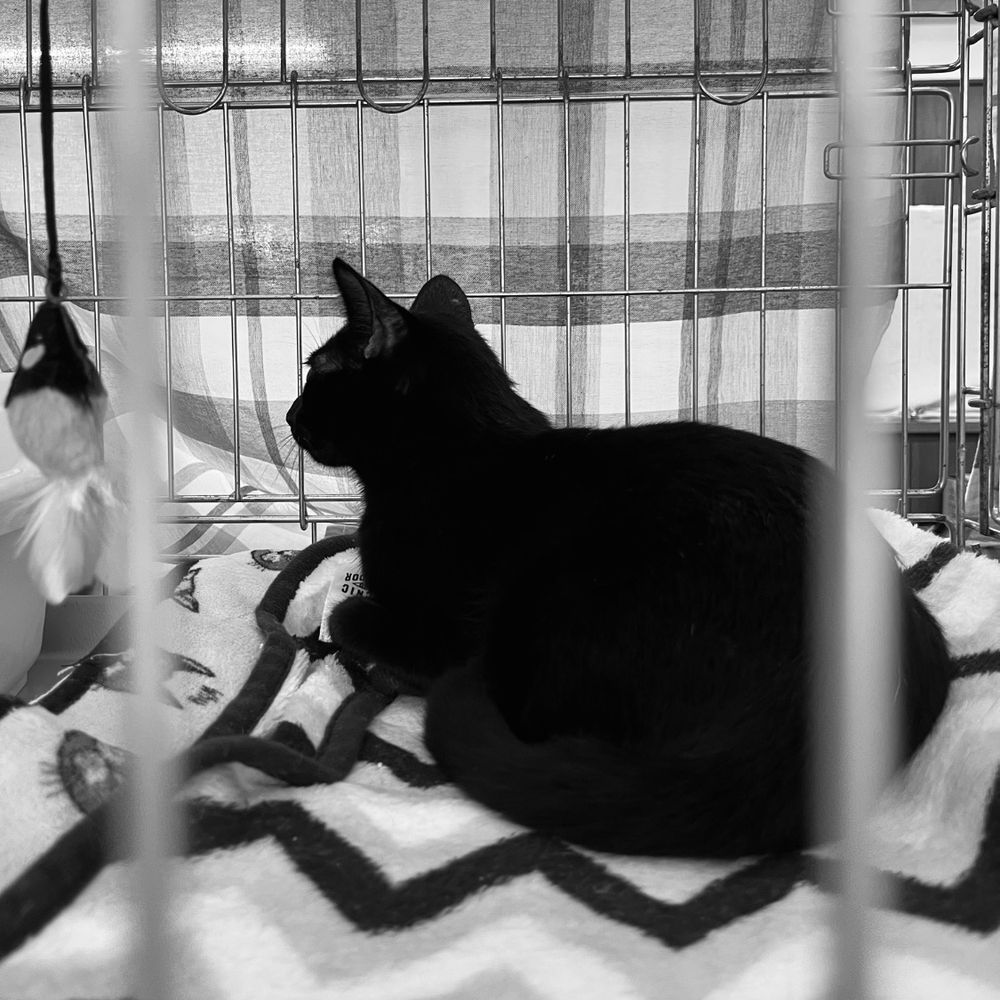 ねこと暮らすひと
