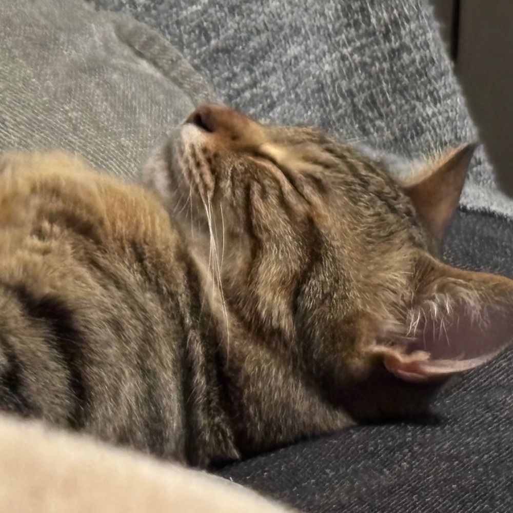 ねこ