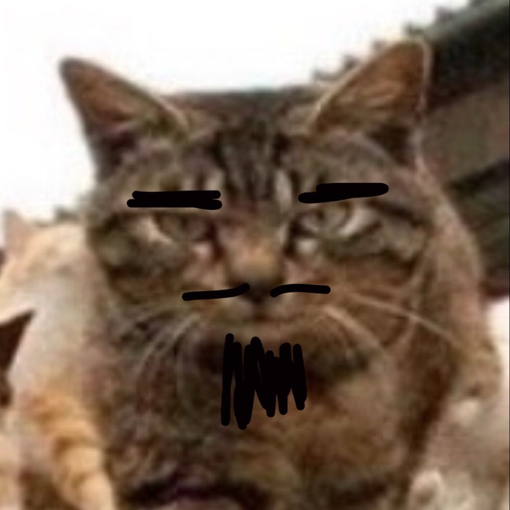 Raccoon