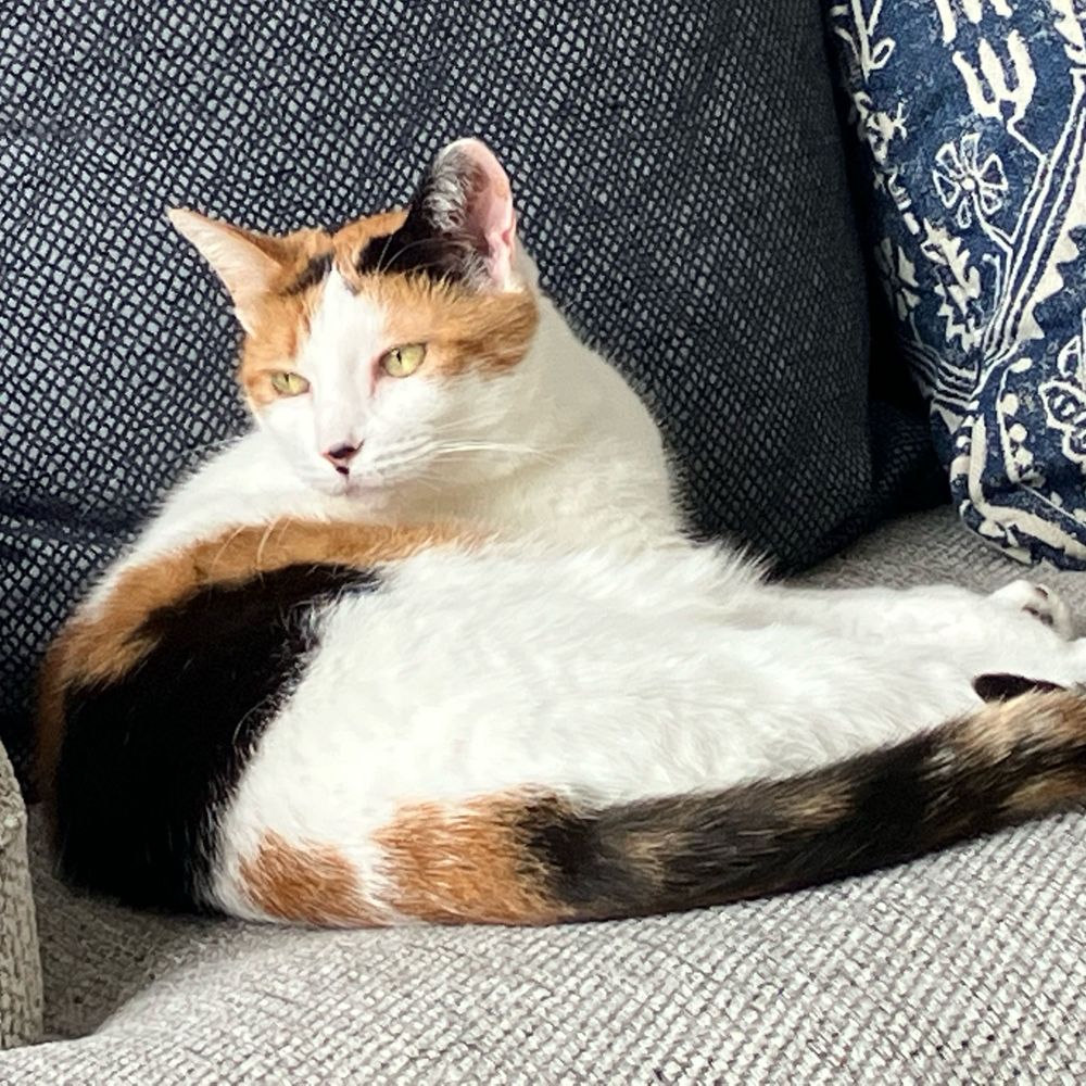 amymacpherson.bsky.social