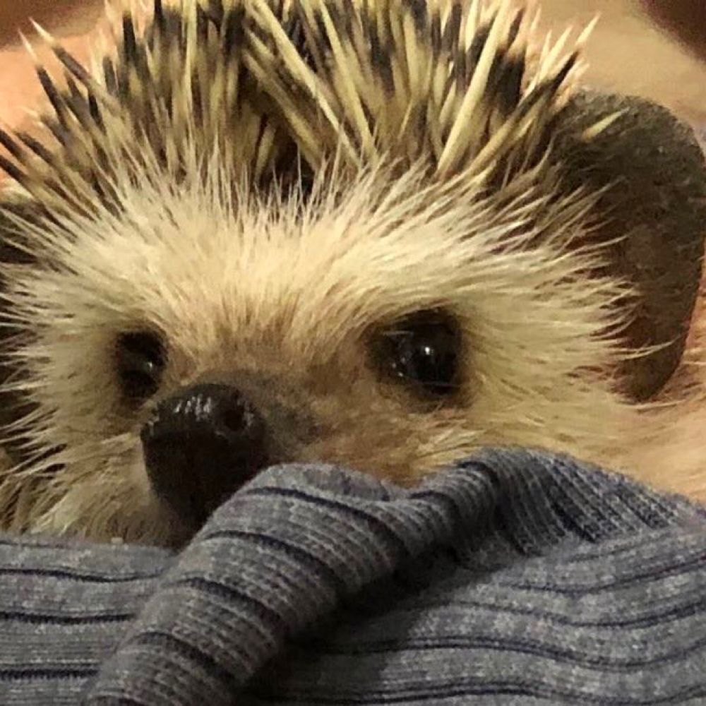 Luca