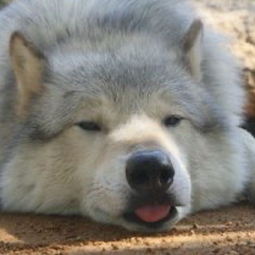 red velvet fox