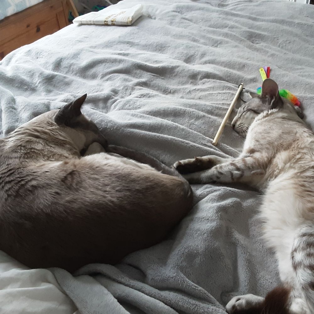 Kai and Laski
