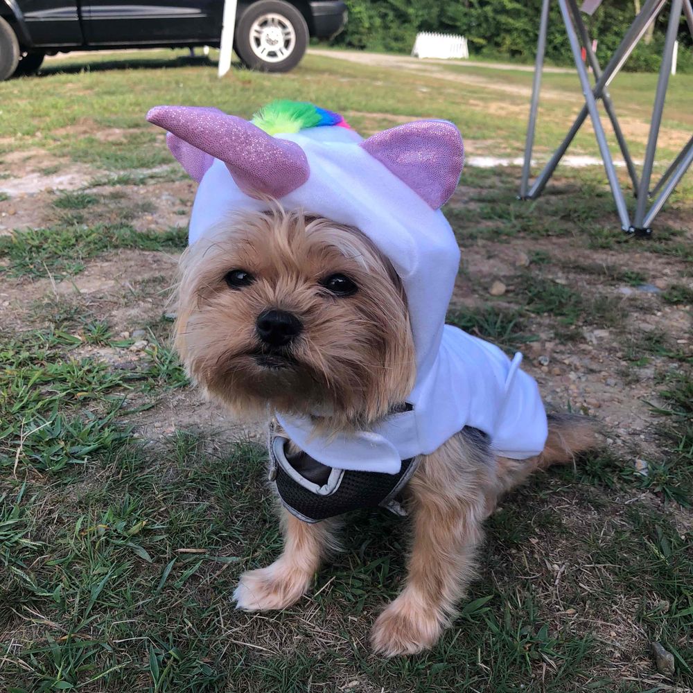 Bettykitten