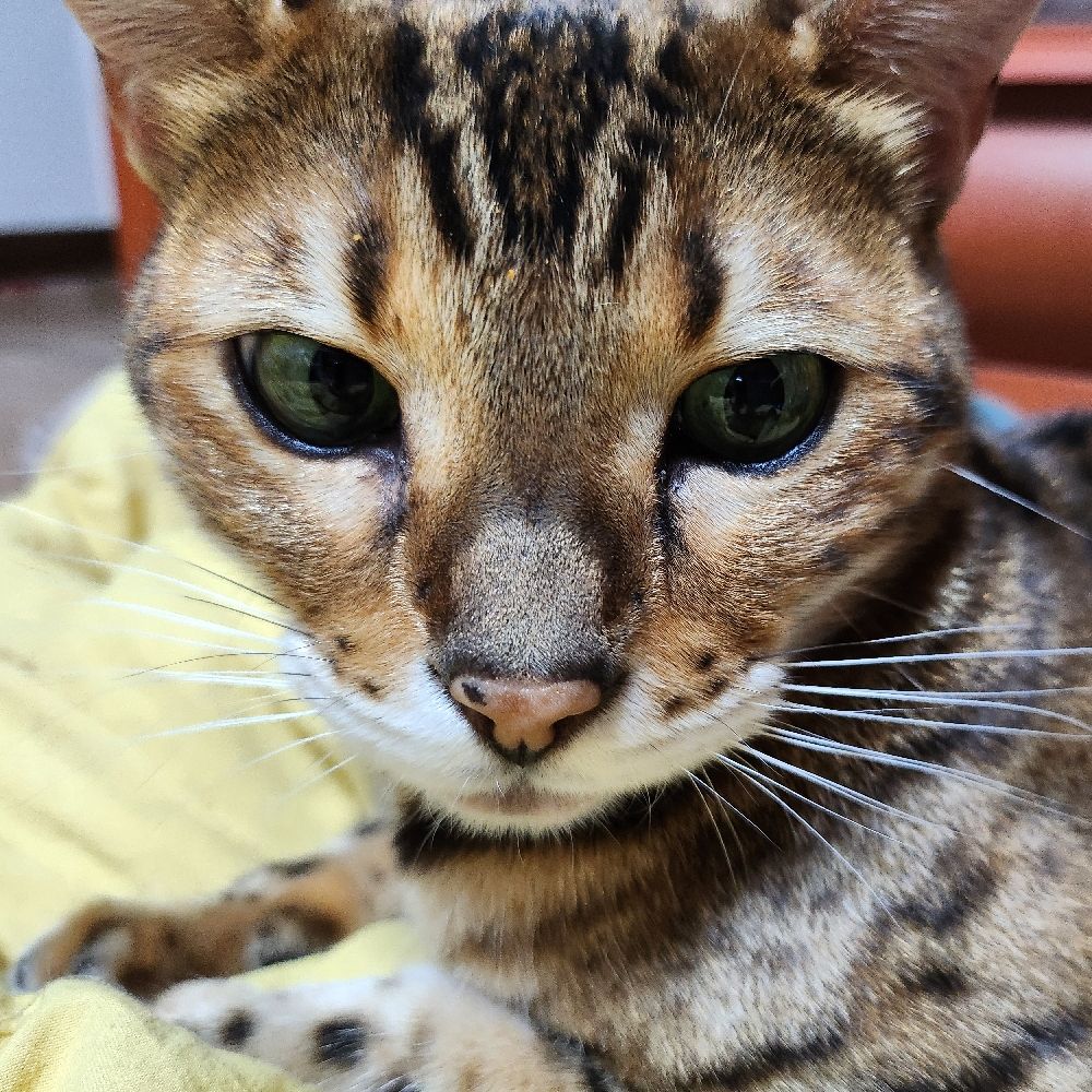 연