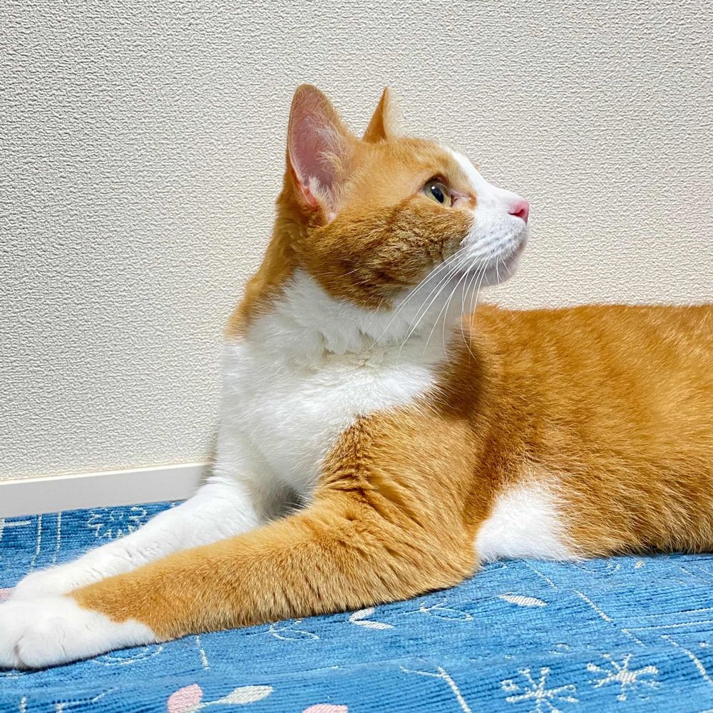 こなたろう