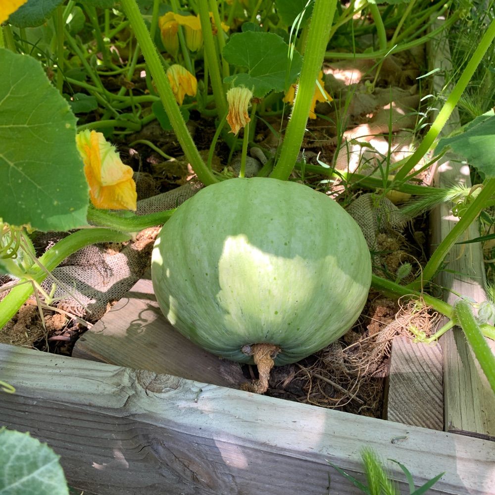 The Drought Proof Garden