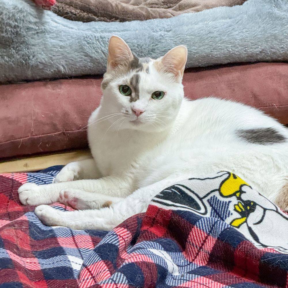 春はあけぼの