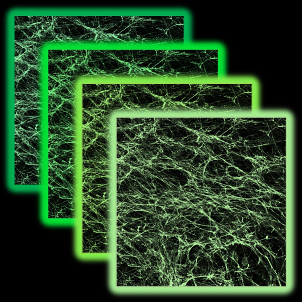 The Matrisome Project