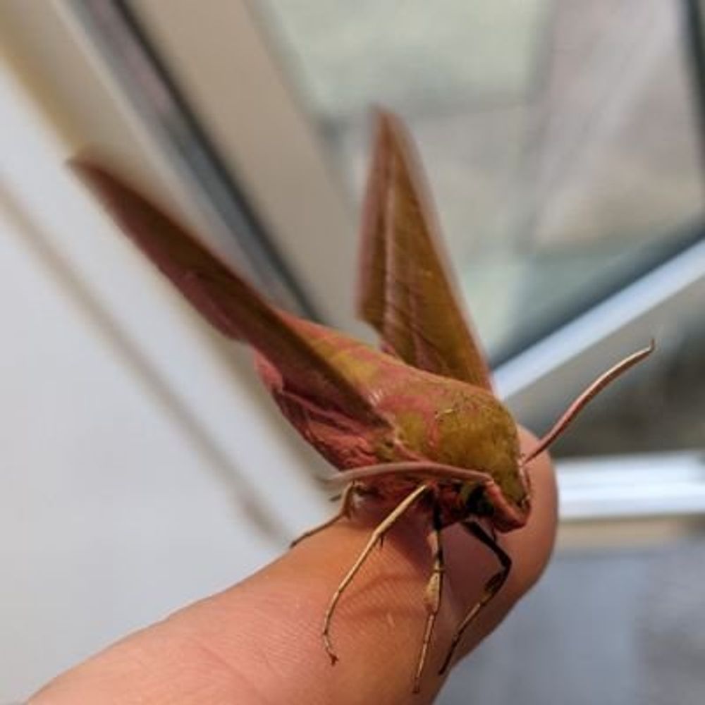 Oxmoths