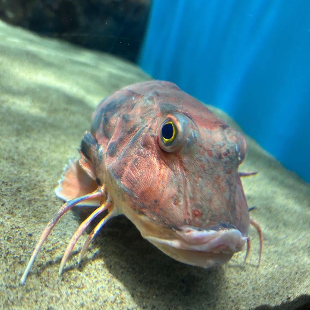 こうあ