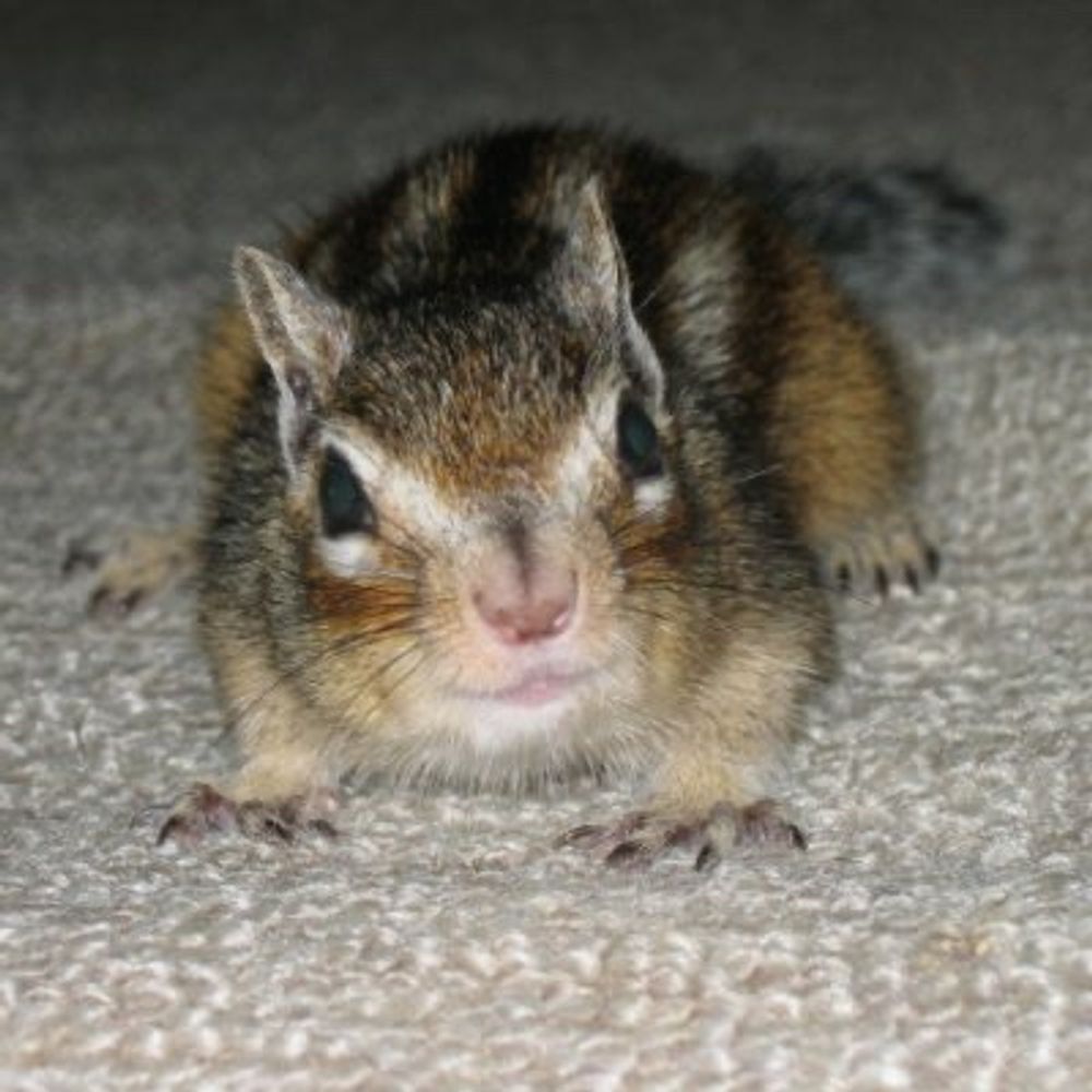 リス子ちゃん🐿