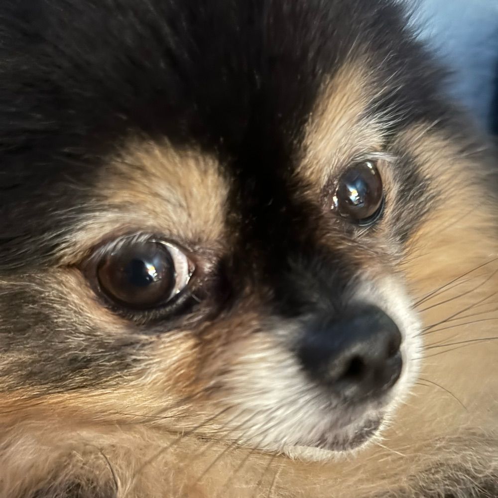 AmorePom
