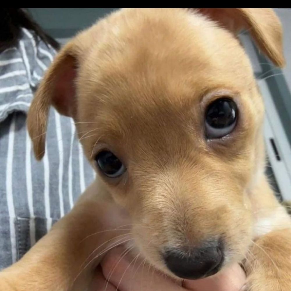 lele