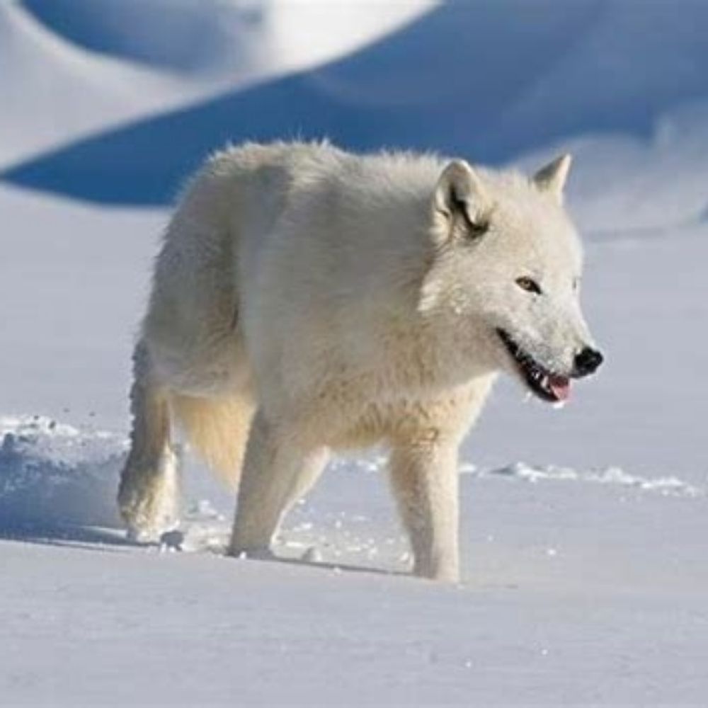 Snowwolf