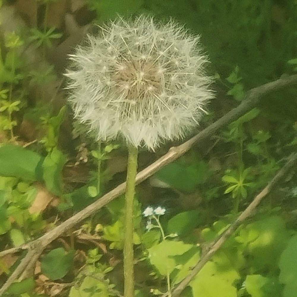 피빗(pibit)