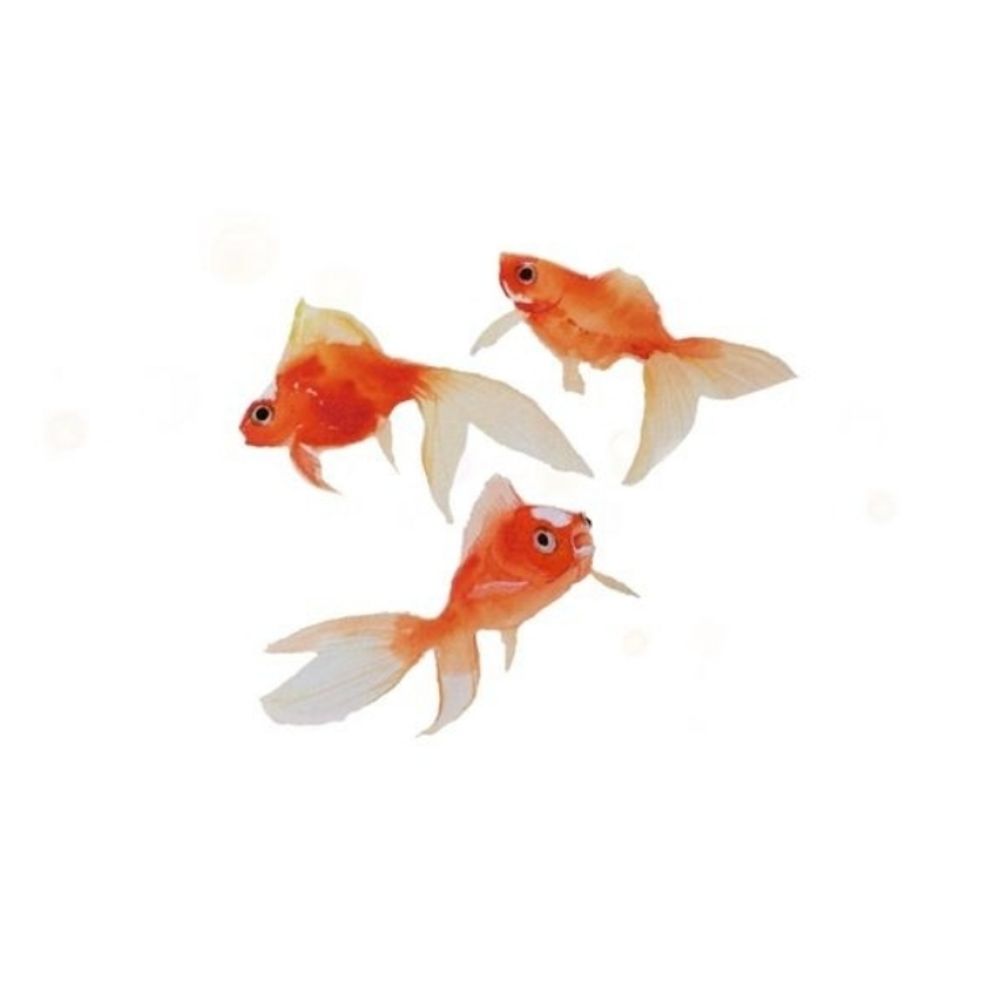 fishy
