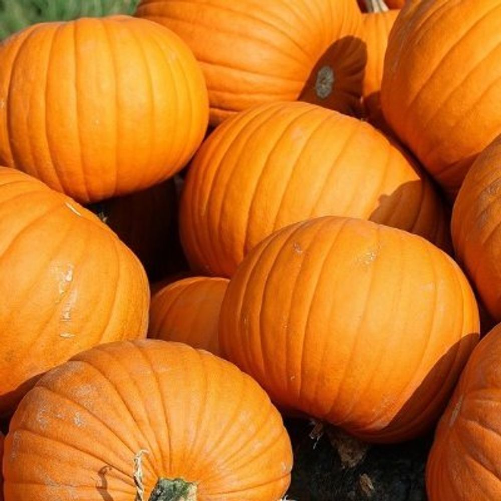 SrCalabazaVT