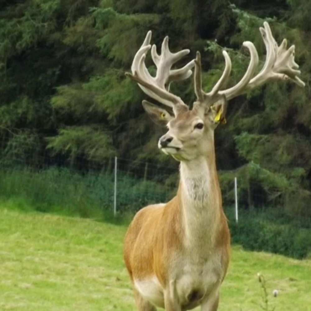 Ingram Valley Safaris