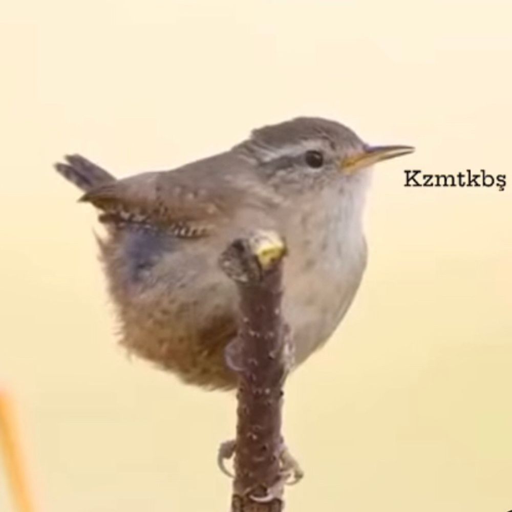 Stupid birds