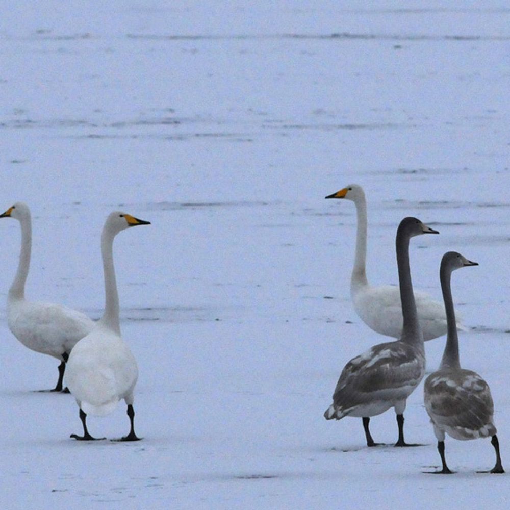 The Helsinki Lab of Ornithology