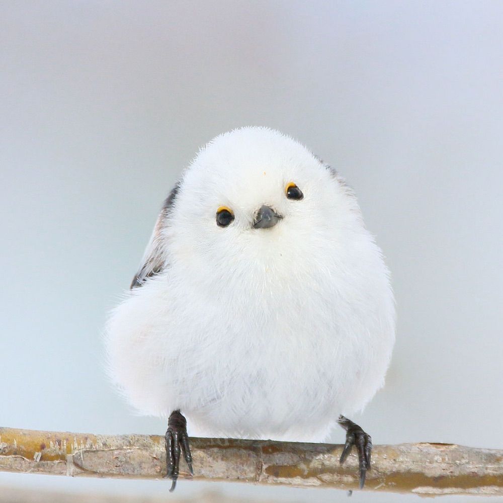 ラテ❖