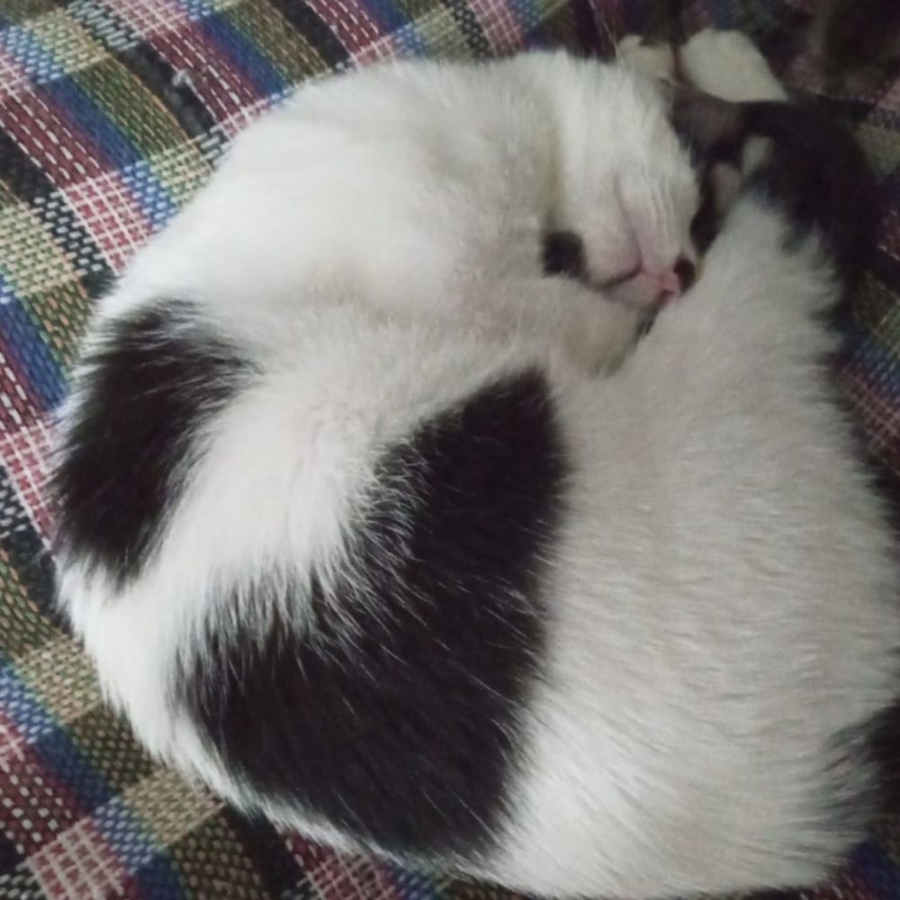 Kitten~