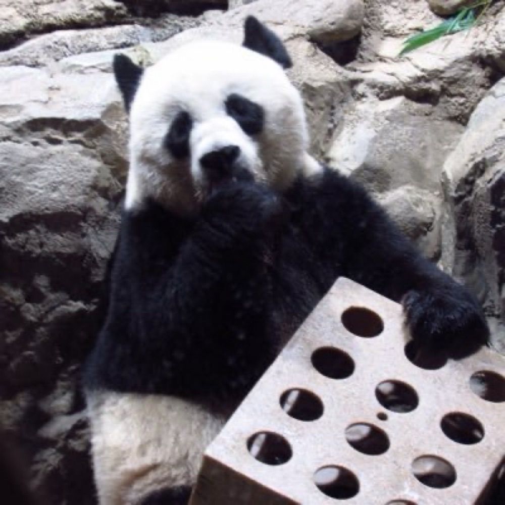 GrandMeiXiang