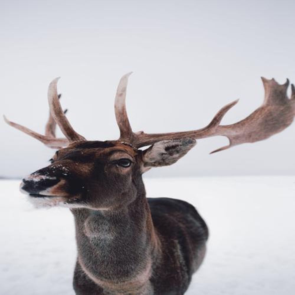 darmanitan