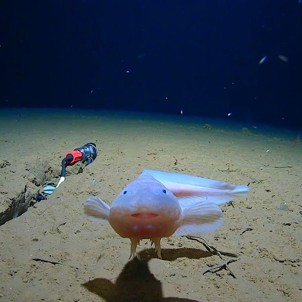 Minderoo UWA Deep-Sea Research Centre