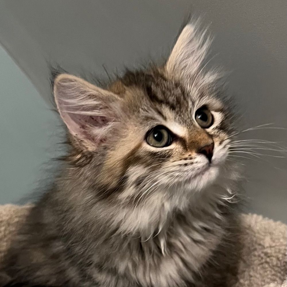 Juniper_meows